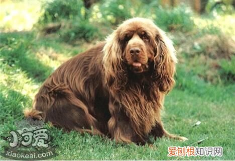 苏塞克斯猎犬怎么学游泳，苏塞克斯猎犬游泳训练