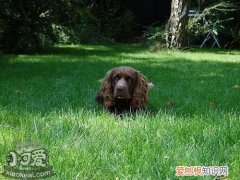 怎么训练苏塞克斯猎犬随行，苏塞克斯猎犬随行训练，苏塞克斯猎犬图片