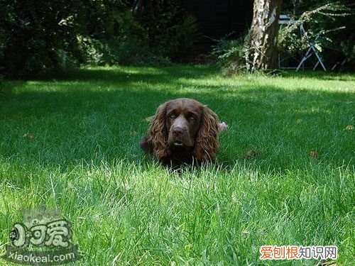怎么训练苏塞克斯猎犬随行，苏塞克斯猎犬随行训练，苏塞克斯猎犬图片