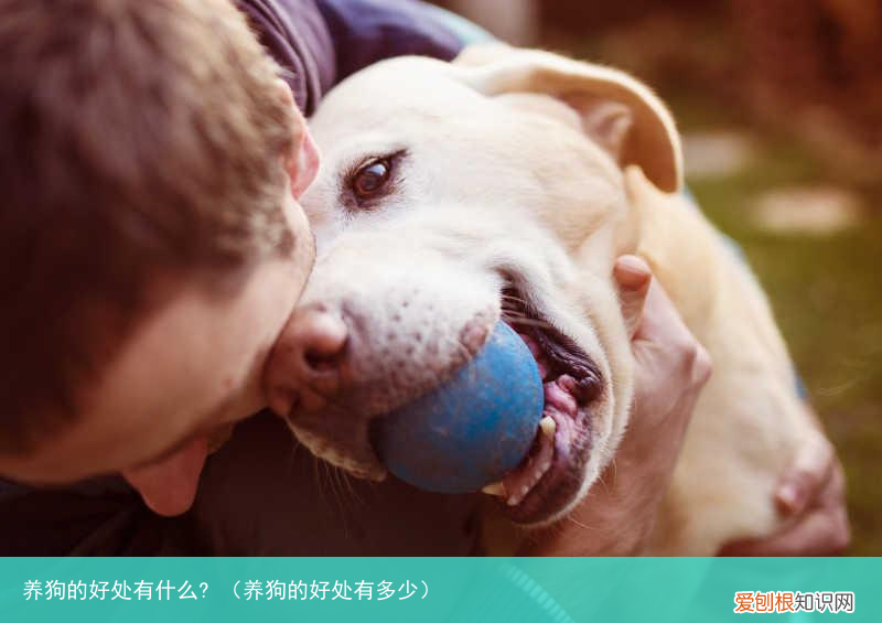 养狗的好处有多少 养狗的好处有什么?