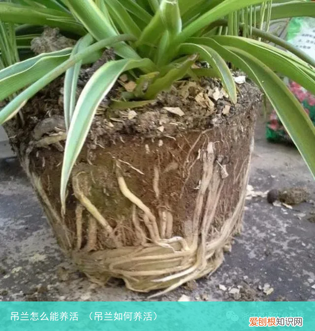 吊兰如何养活 吊兰怎么能养活