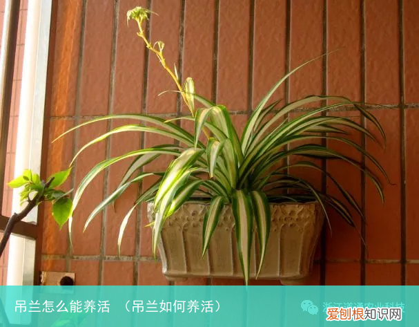 吊兰如何养活 吊兰怎么能养活