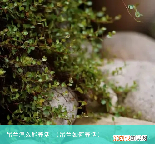 吊兰如何养活 吊兰怎么能养活