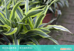 吊兰如何养活 吊兰怎么能养活