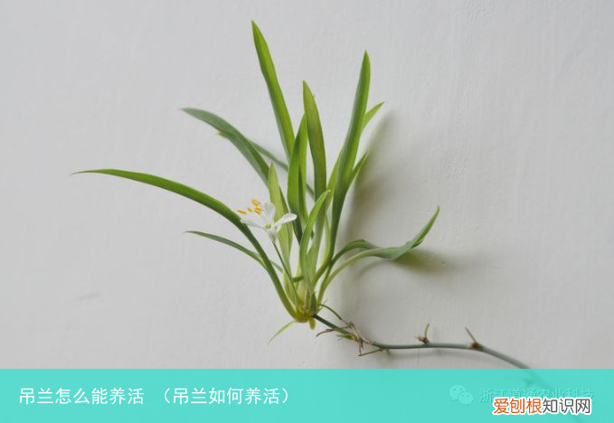 吊兰如何养活 吊兰怎么能养活