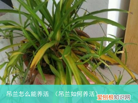 吊兰如何养活 吊兰怎么能养活
