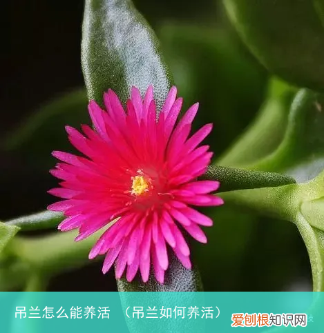吊兰如何养活 吊兰怎么能养活