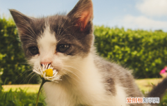 普通薄荷对猫咪有害吗 普通薄荷对猫有害吗
