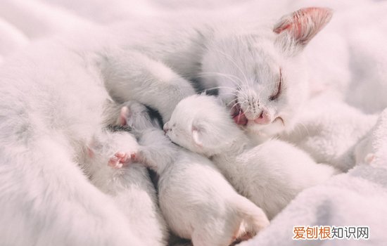 小奶猫眼睛流脓,小奶猫眼睛糊住了怎么办,小奶猫眼睛有分泌物,小奶猫眼睛发炎流脓都把眼睛封住了