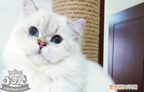 猫耳朵会有哪些疾病,猫耳朵会生什么疾病,猫耳朵容易得什么病，猫耳朵都有什么病