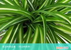 吊兰咋样养 吊兰咋样去藤