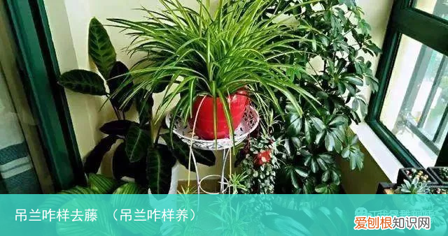 吊兰咋样养 吊兰咋样去藤
