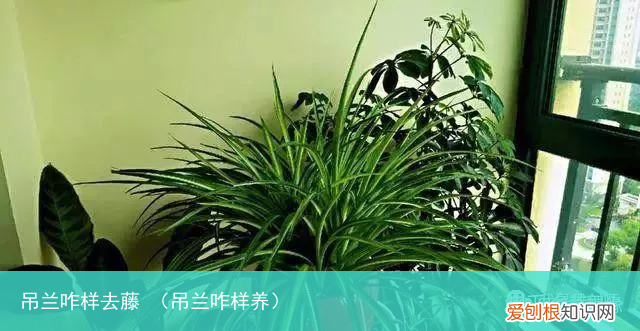 吊兰咋样养 吊兰咋样去藤