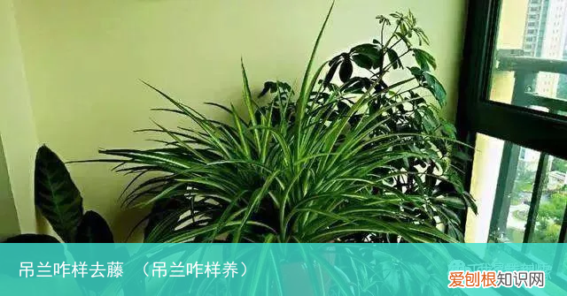 吊兰咋样养 吊兰咋样去藤