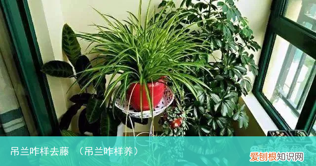 吊兰咋样养 吊兰咋样去藤
