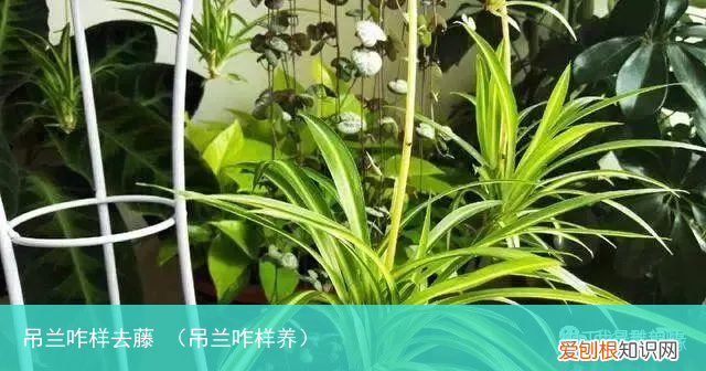 吊兰咋样养 吊兰咋样去藤