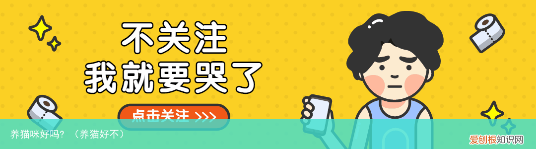 养猫好不 养猫咪好吗?