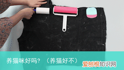 养猫好不 养猫咪好吗?