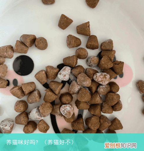 养猫好不 养猫咪好吗?