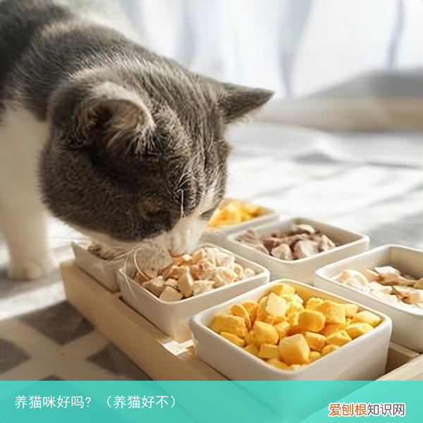 养猫好不 养猫咪好吗?