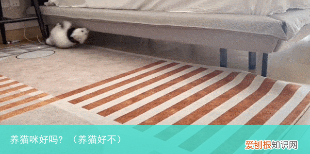 养猫好不 养猫咪好吗?