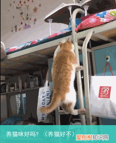 养猫好不 养猫咪好吗?