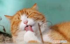 一回家猫就闻我什么意思 猫一直闻我是什么意思