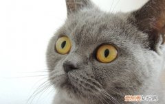 母猫胎盘滞留的症状,如何判断母猫胎盘滞留,猫怎么看是不是胎盘滞留