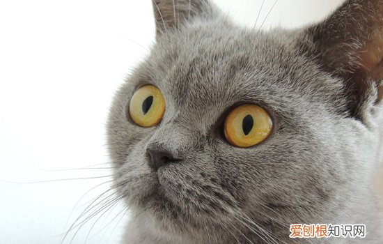 母猫胎盘滞留的症状,如何判断母猫胎盘滞留,猫怎么看是不是胎盘滞留