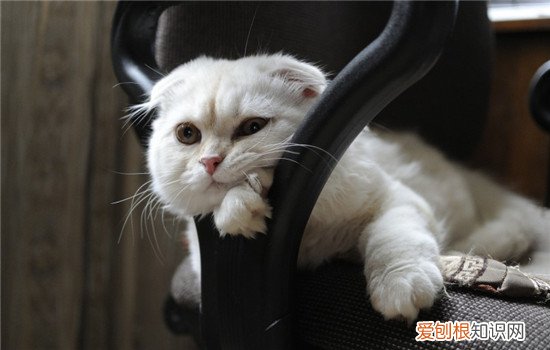 猫咪下泌尿道疾病,猫下泌尿道疾病怎么治,猫咪泌尿道疾病乱尿，猫下泌尿道疾病包括哪些常见疾病?如何诊断,治疗方案?