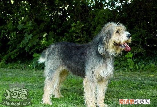伯瑞犬卧倒怎么训练，布雷猎犬趴下训练教程