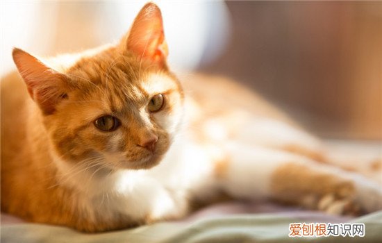 贫血有几种类型,猫咪贫血症状,猫咪贫血的原因,猫咪贫血的征兆有哪些