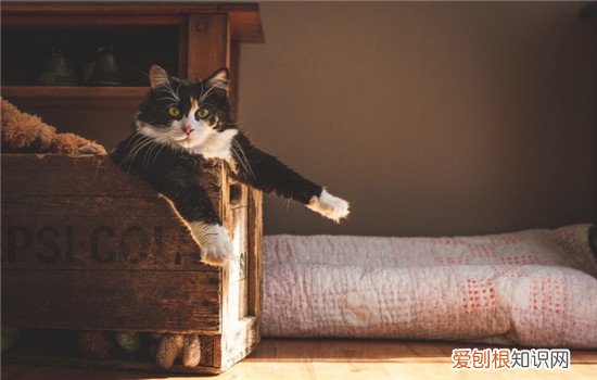 贫血有几种类型,猫咪贫血症状,猫咪贫血的原因,猫咪贫血的征兆有哪些