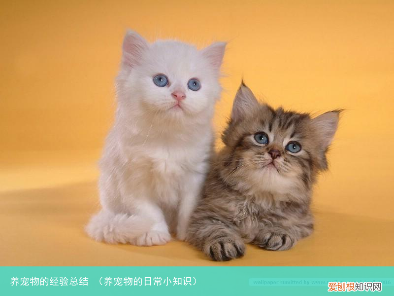 养宠物的日常小知识 养宠物的经验总结