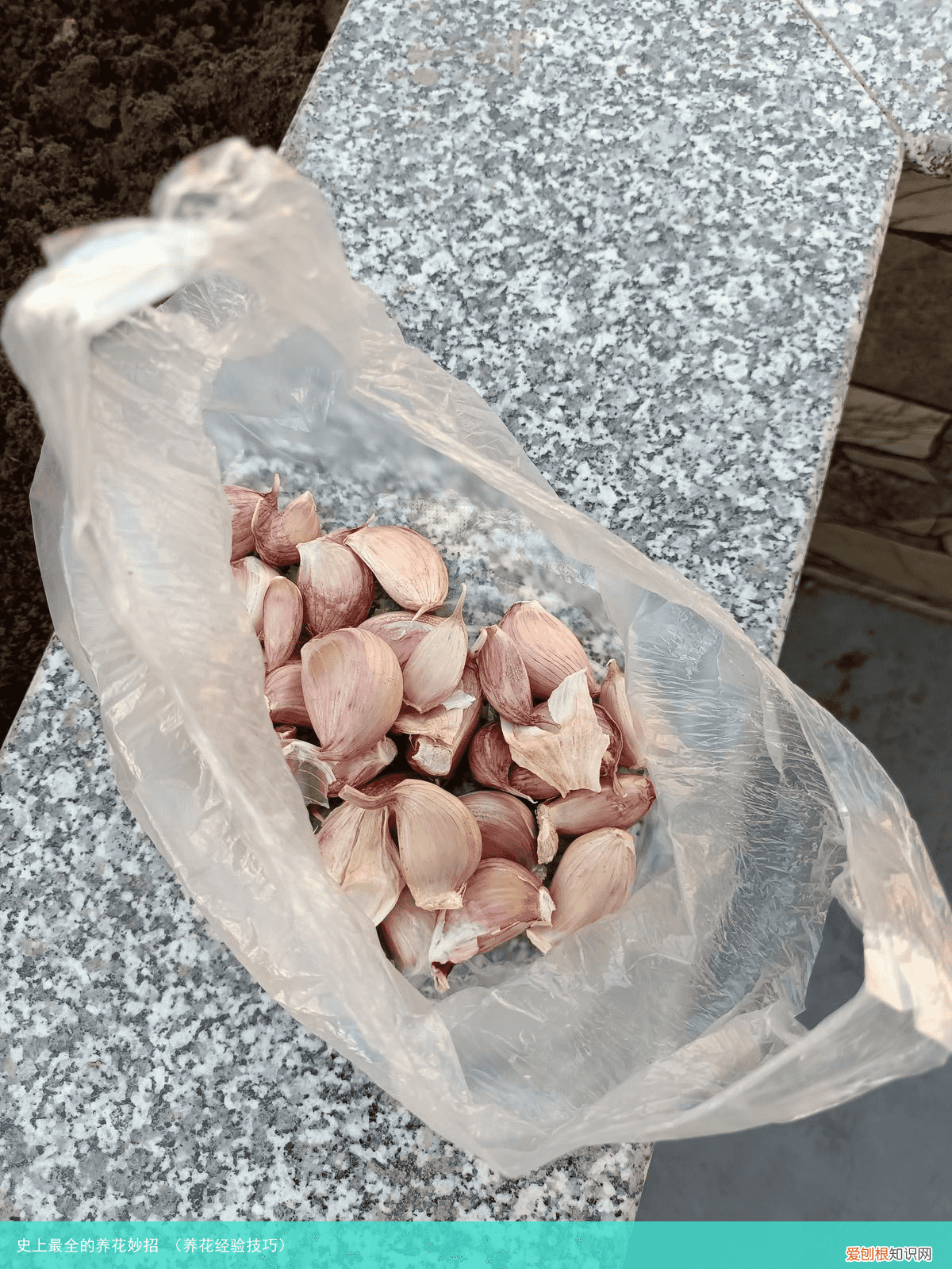 养花经验技巧 史上最全的养花妙招