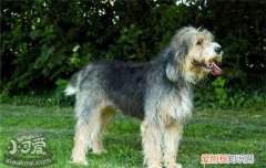 布雷猎犬怎么训练，伯瑞犬训练技巧，布雷猎犬怎么训练,伯瑞犬训练技巧视频