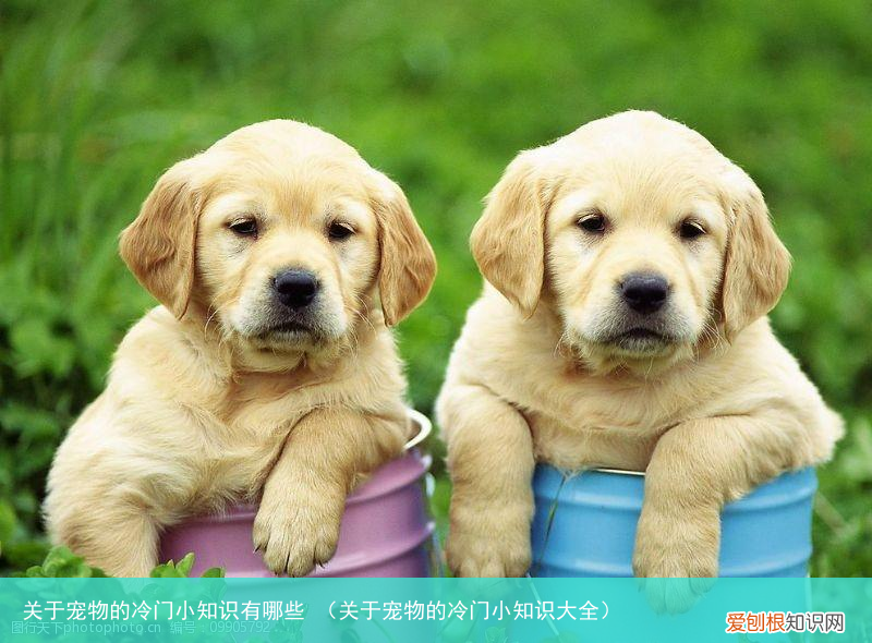 关于宠物的冷门小知识大全 关于宠物的冷门小知识有哪些