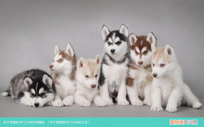 关于宠物的冷门小知识大全 关于宠物的冷门小知识有哪些