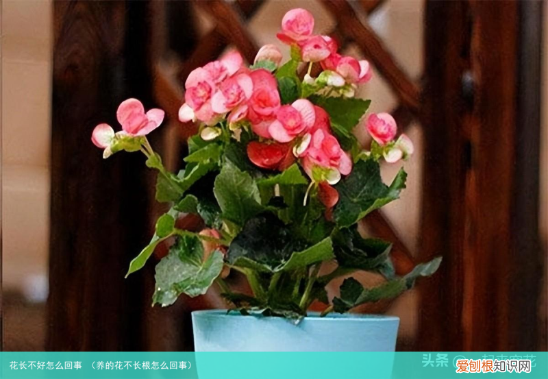 养的花不长根怎么回事 花长不好怎么回事
