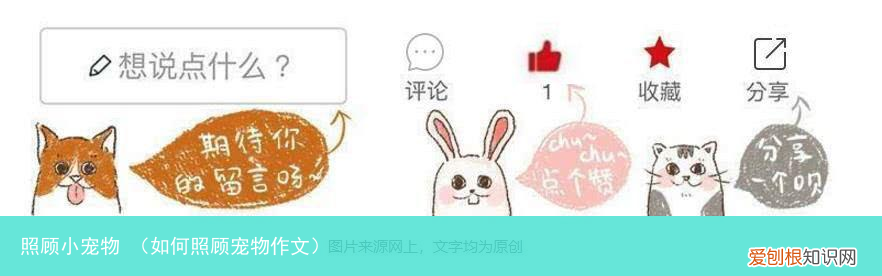 如何照顾宠物作文 照顾小宠物