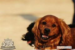 田野小猎犬随行怎么训练，田野小猎犬出门随行训练方法，小猎狗怎么训练