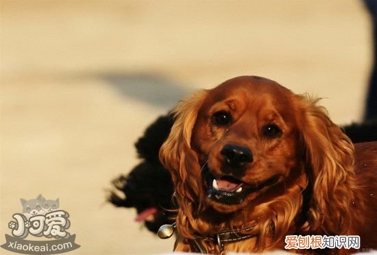 田野小猎犬随行怎么训练，田野小猎犬出门随行训练方法，小猎狗怎么训练