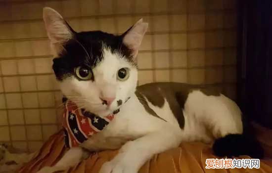 猫会抑郁吗,猫会得抑郁症吗,猫也会抑郁，猫在什么情况下会得抑郁症