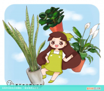 最容易养活的花 容易养活的花卉有哪些