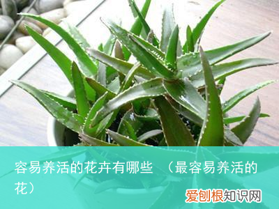 最容易养活的花 容易养活的花卉有哪些