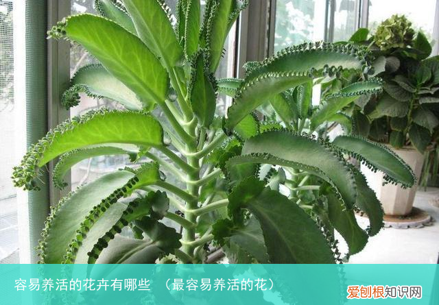 最容易养活的花 容易养活的花卉有哪些