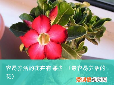 最容易养活的花 容易养活的花卉有哪些