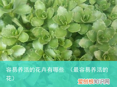最容易养活的花 容易养活的花卉有哪些
