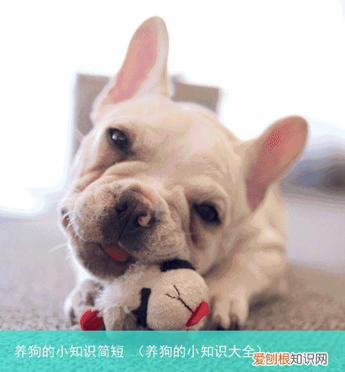 养狗的小知识大全 养狗的小知识简短