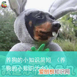 养狗的小知识大全 养狗的小知识简短